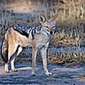 Thumbnail image for Hwange's Beautiful Wildlife