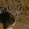 Thumbnail image for item 