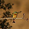 Thumbnail image for item 